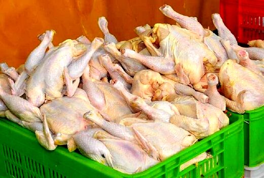 بیش از ۲۵۰ تن گوشت مرغ امروز روانه بازار آذربایجان غربی شد