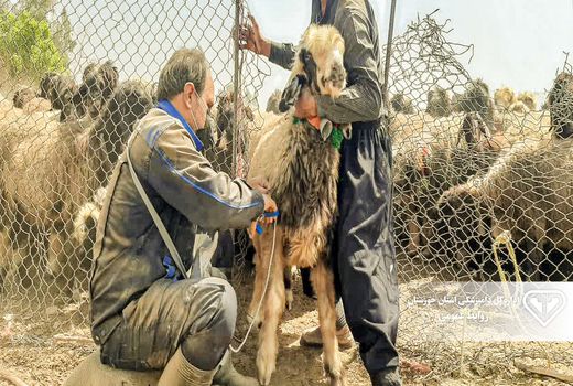 ایمن‌سازی بیش از 320 هزار نوبت سر دام سبک علیه بیماری‌های واگیردار 