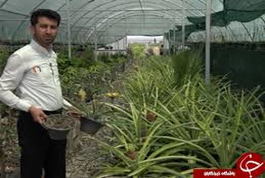 نهال آناناس به صورت کشت بافتی در استان مرکزی تکثیر شد