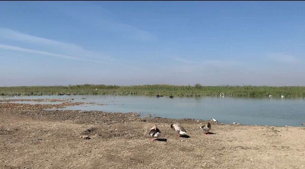 پیشگیری از انتقال آنفولانزای فوق حاد پرندگان در شادگان