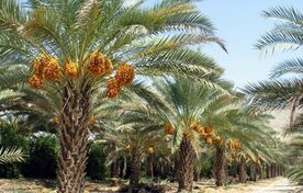Bushehr expects bumper date, off-season tomato harvestsc
