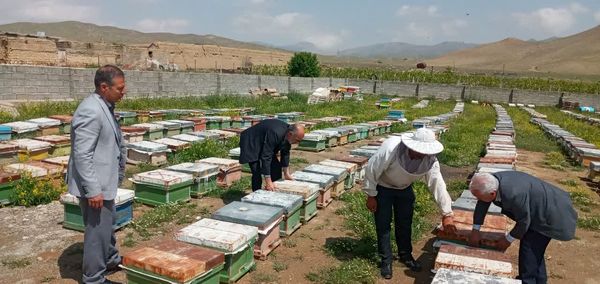 برخورد قاطع با عاملان تلفات زنبورها بر اثر سموم غیر مجاز در آذربایجان غربی