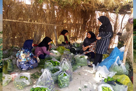 فعالیت 12 صندوق اعتبارات خرد زنان روستایی در داراب