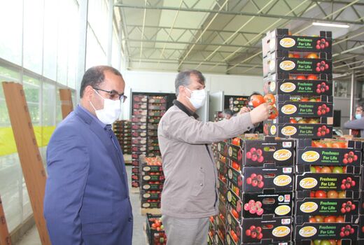 تولید 2.5 درصد از کل محصولات کشاورزی کشور در استان لرستان