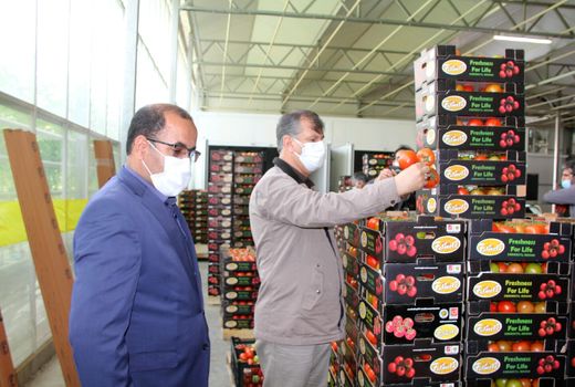 تولید 2.5 درصد از کل محصولات کشاورزی کشور در استان لرستان