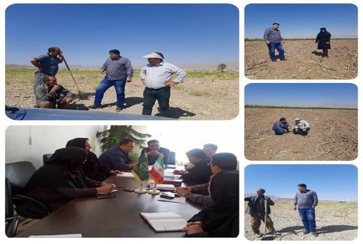 ترویج چهره به چهره و مکان یابی کشت کلزا بین کشاورزان شهرستان جلفا 