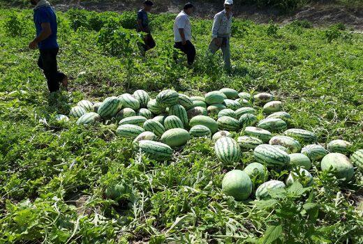 4هزار و 586هکتار سطح زیر کشت هندوانه شب یلدا