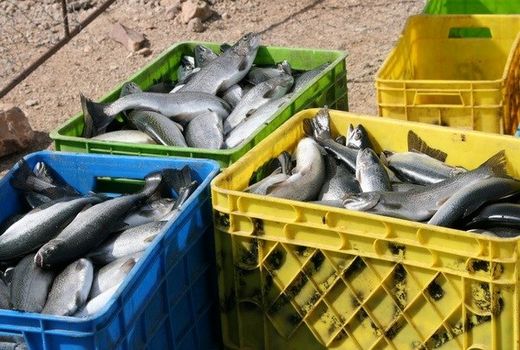 ضبط و معدوم‎سازی 215 کیلوگرم ماهی منجمد در شهرستان کیار