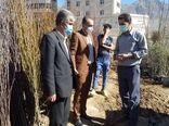  بازدید مدیر حفظ نباتات استان از فروشندگان نهال شهر خرم اباد