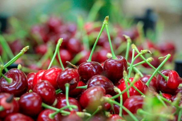 نقش ویژه صنایع تبدیلی و تکمیلی در کاهش ضایعات محصولات کشاورزی