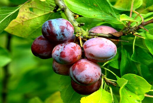 آغاز برداشت آلو از سطح باغات آذربایجان غربی