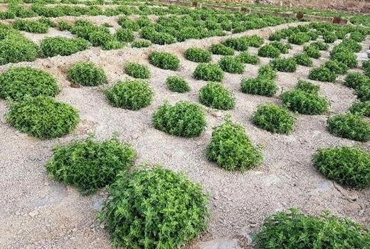 کشت ۲۸ گونه گیاهان دارویی در یزد 