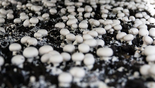 گالری عکس:کارخانه پرورش قارچ کاسپین
