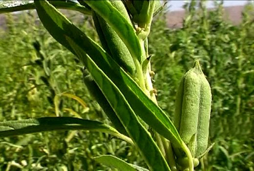 برداشت ۸۵۰ تن کنجد از مزارع قیروکارزین