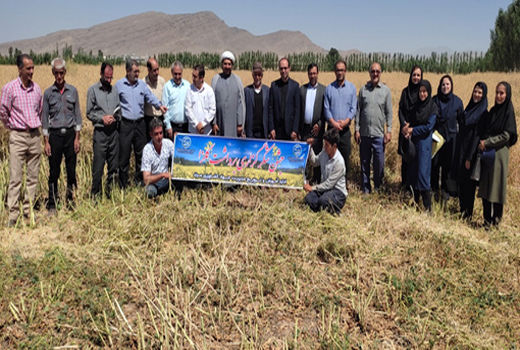 جشن شکرگزاری برداشت کلزا در شهرستان مرند برگزار شد