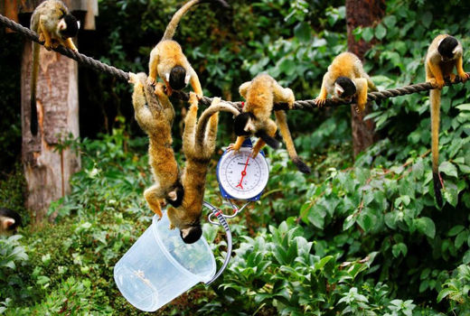 وزن‌کشی حیوانات باغ‌وحش لندن‎ 
