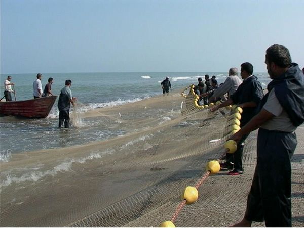 تولید 81 هزار تنی آبزیان پرورشی در مازندران