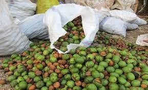 افزایش ۵ هزار تنی برداشت گردو در کردستان