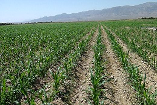 پایش مزارع در استان سمنان به‌صورت مستمر انجام می‌شود