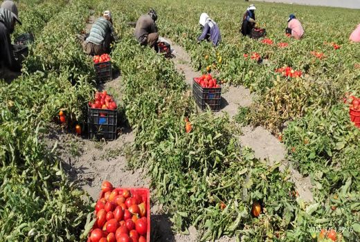 تولید ۲۹۰ هزار تن گوجه‌فرنگی در اقلید