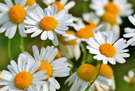 رشد 13 برابری کشت گیاهان دارویی در خوزستان