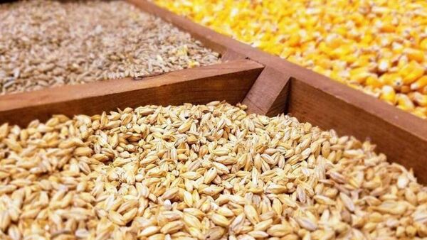 توزیع بیش از 153 هزارتن نهاده دامی در چهارمحال و بختیاری