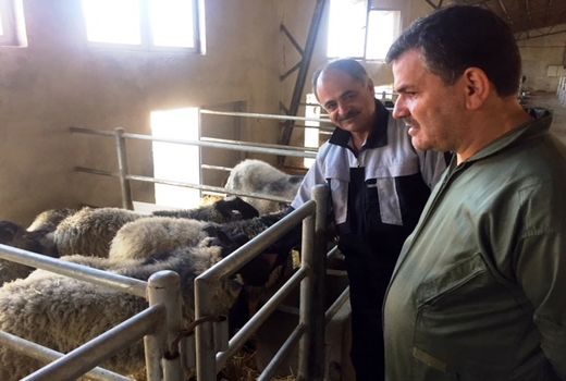 پرورش صنعتی و متمرکز دام‌های کوچک پربازده توسعه می‌یابد