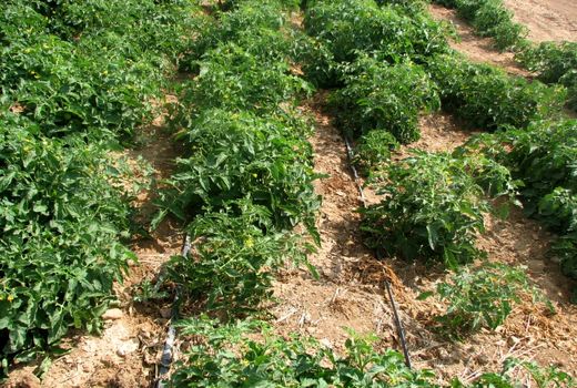 ۵۸۴۲ هکتار از مزارع کشاورزی استان قزوین به زیر کشت گوجه‌فرنگی رفت