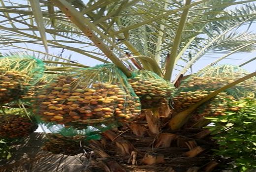 خارک و رطب مُهر به دست آمد 