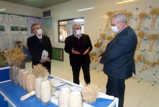 معرفی 12 رقم جدید برای مناطق مختلف دیم خیز کشور تا پایان سالجاری در موسسه تحقیقات دیم مراغه