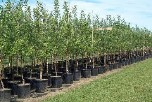  توزیع نهال در شهرستان سامان آغاز شد