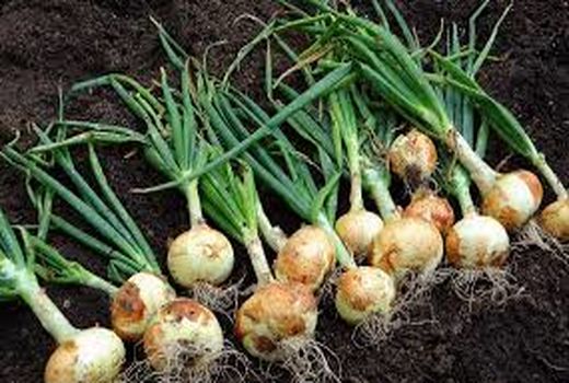 آغاز کشت پیاز در سطح ۲ هزار هکتار از اراضی مانه و سملقان