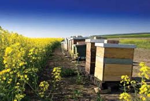 دامپزشکان برای مبارزه با بیماری‌های زنبور عسل آموزش می‌بینند 