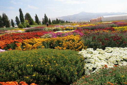 استفاده از پرتو تابش اشعه گاما در تولید گل‌های داوودی پُرپَر 