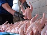 سالانه ۱۸ میلیون قطعه مرغ در چهارمحال و بختیاری تولید می‌شود