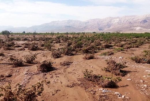 خسارت ۲۹۷ میلیارد تومانی سیل به بخش کشاورزی سرچهان 