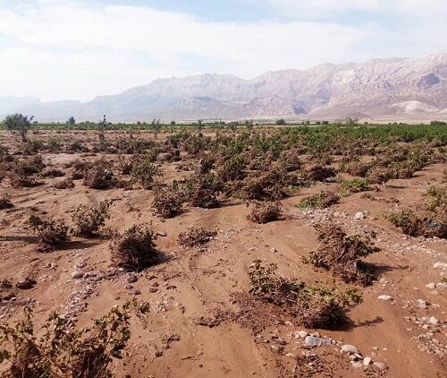 خسارت ۲۹۷ میلیارد تومانی سیل به بخش کشاورزی سرچهان 