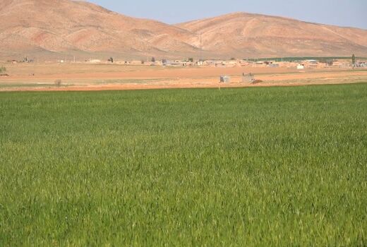 افزایش ۳۵ درصدی سطح زیرکشت گندم در سمیرم