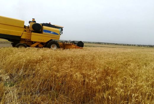 پیش‌بینی برداشت ۹ هزار تن کلزا از مزارع بهبهان