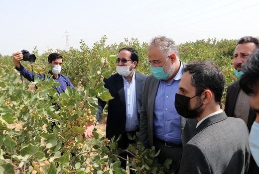 بازدید استاندار قزوین از یک مزرعه تولید پسته در بویین زهرا