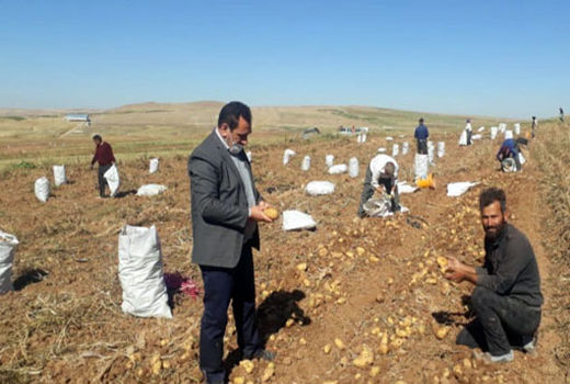  برداشت 9000 تن محصول سیب‌زمینی از مزارع شهرستان هشترود