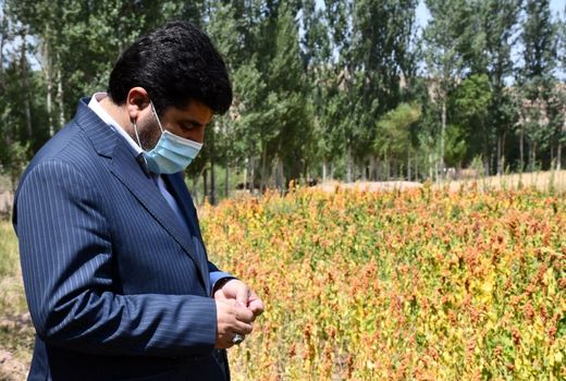 کینوا، جایگزین محصولات پر آب بر در استان آذربایجان شرقی 