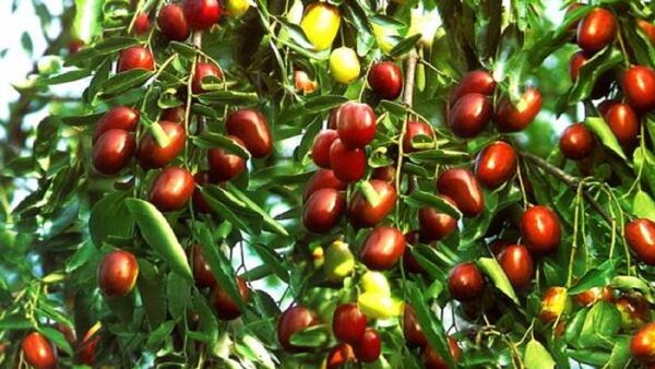 اجرای نهضت عمومی کاشت درخت عناب
