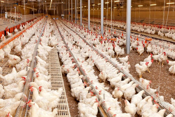 افزایش تولید گوشت مرغ در قزوین با ثبات جوجه‌ریزی و پیش‌بینی افزایش تا ۱۰۰ هزار تن