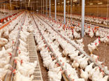 افزایش تولید گوشت مرغ در قزوین با ثبات جوجه‌ریزی و پیش‌بینی افزایش تا ۱۰۰ هزار تن