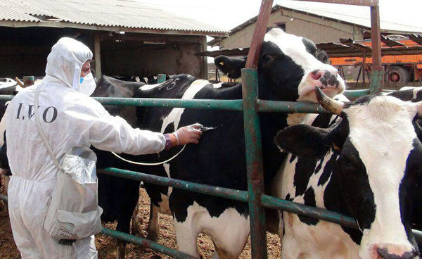 خطر افز ایش ابتلا به تب برفکی در کرمان جدی است