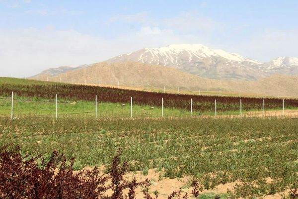 احداث 2هزار هکتار باغ در سال جهش تولید