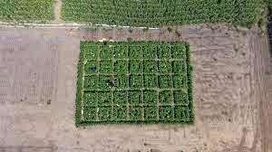 تاثیر مهم اصلاح ژنتیکی در فتوسنتز