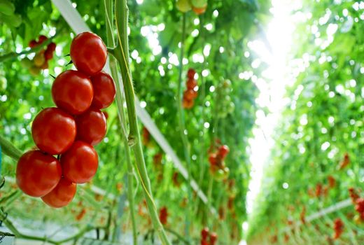 سالم‌سازی محصولات  کشاورزی با رهاسازی حشرات مفید در گلخانه‌ها