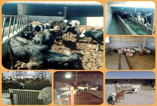 توزیع ۵۹۷۹ تن جو یارانه ای بین دامداران بجنوردی از ابتدای سال ۹۹